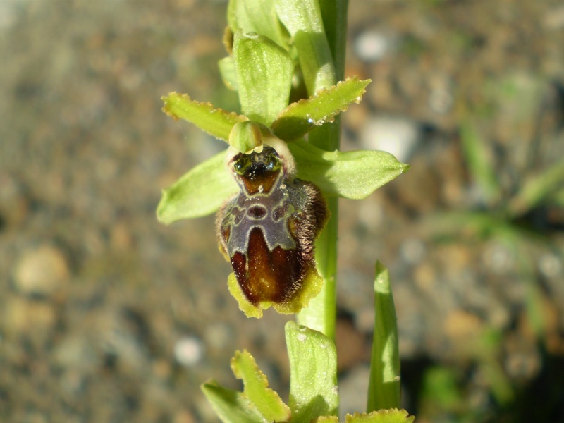 Ophrys: le prime ed i primi dubbi...